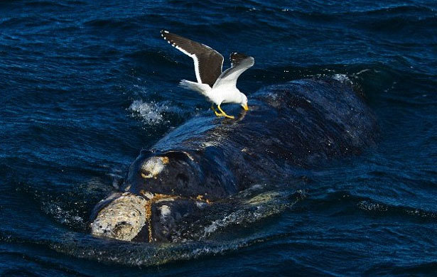 ca voi, chim hai au, cá voi, chim hải âu