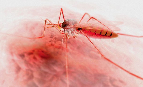 Tạo thành công muỗi đột biến chống bệnh sốt rét