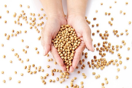 4 hiểu nhầm thường gặp về đạm thực vật