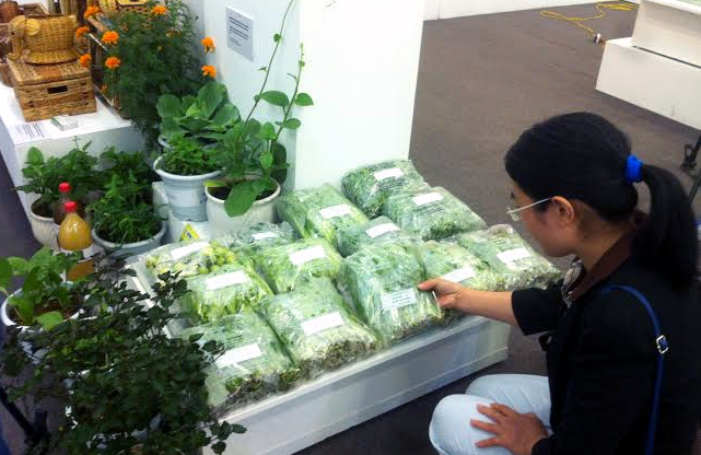 Về Hà Nam du lịch săn rau sạch