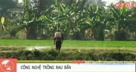 Clip: Rùng mình công nghệ trồng rau muống xanh tốt ở Sài Gòn