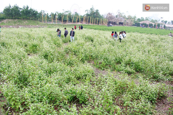 Những cánh đồng hoa đang kêu cứu vì bị giẫm tả tơi