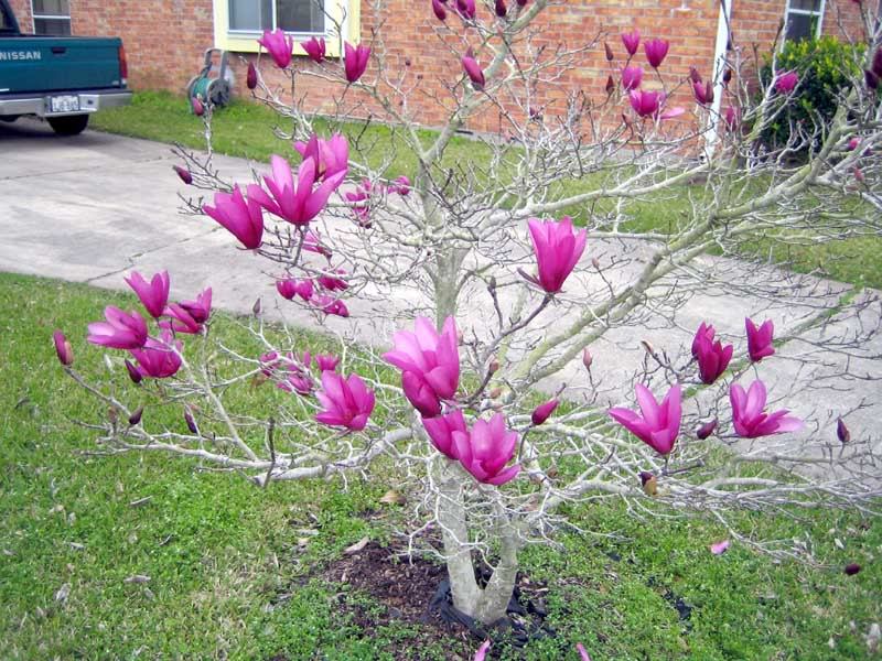 Xuất ngoại săn cây mộc lan 3 mét, hoa như bàn tay chơi tết