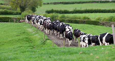 Mẹ Việt chuộng sữa dinh dưỡng ‘cô bò hạnh phúc’