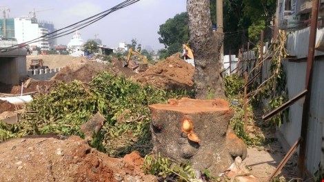 Hà Nội lại đốn hạ hàng loạt xà cừ cổ thụ