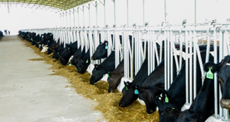 Sữa tươi 100% hương vị cao nguyên Việt Nam