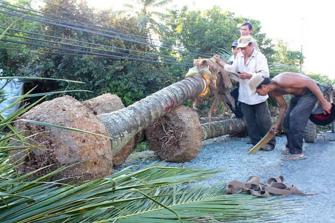 Nông dân Bến Tre bứng dừa bán giá 200.000 một cây