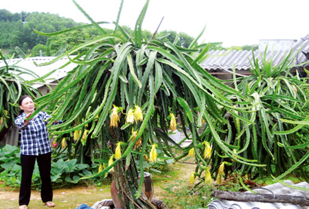 Quảng Ninh xây dựng nông thôn mới: Đô thị ‘kéo’ nông thôn