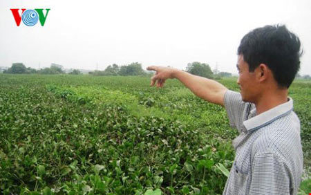 56,5ha đất ruộng bị bỏ hoang vì nước thải bệnh viện