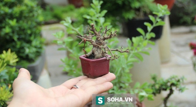 Bonsai tý hon, cao 3cm giá 4000 USD