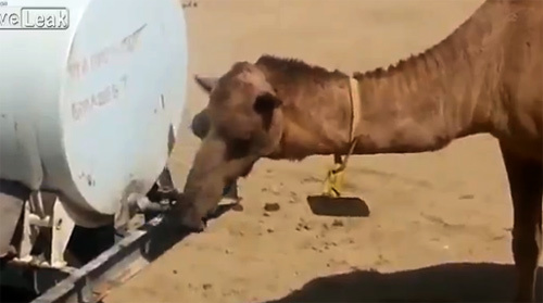 Con lạc đà biết mở vòi téc nước xả cơn khát