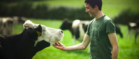 Trang trại bò sữa Ireland khác lạ với người tiêu dùng Việt