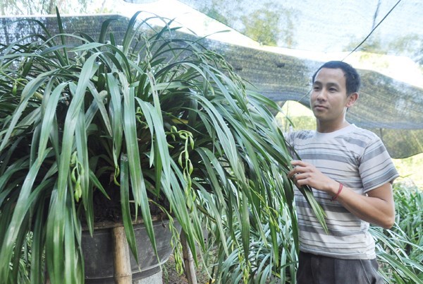 Chậu lan Sapa 100 cành giá 100 triệu đón Tết