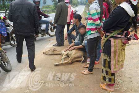 Thú rừng sống nguyên con bày bán công khai giữa đường quốc lộ