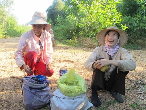 Cả làng vào rừng ‘ăn’ hạt dẻ: 2 tỷ/năm