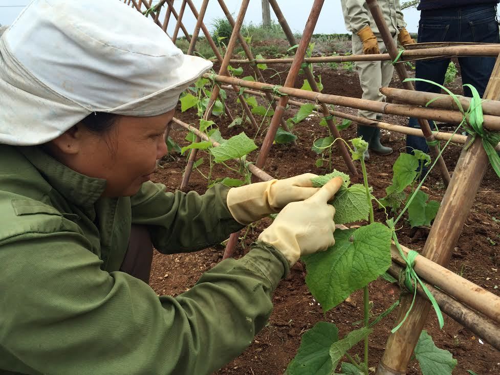 Rau hữu cơ đạt chuẩn Âu-Mỹ: Công nhân phải bắt từng con sâu