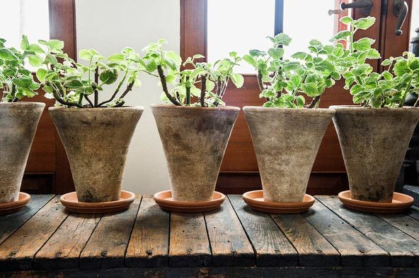 cay trong, cay canh, trong nha, suc khoe, thien nhien, cây trồng, cây cảnh, trong nhà, thiên nhiên, sức khỏe