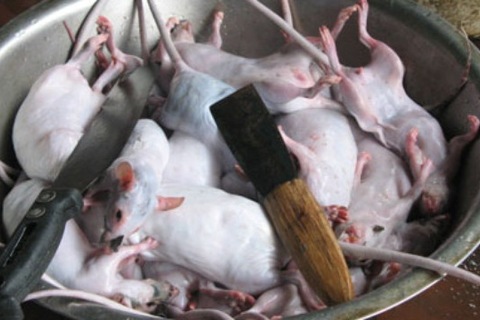 Rùng mình với “công nghệ” chế biến đặc sản “kebab thịt chuột”