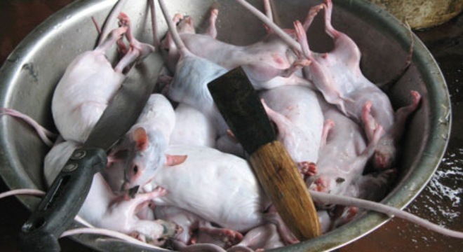 Rùng mình với “công nghệ” chế biến đặc sản “kebab thịt chuột”