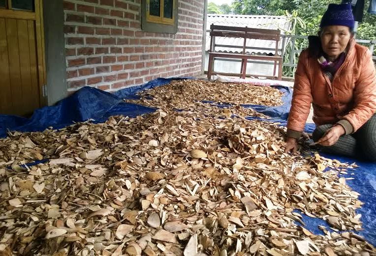 Bà lang người Dao chữa dạ dày khỏi luôn bệnh trĩ