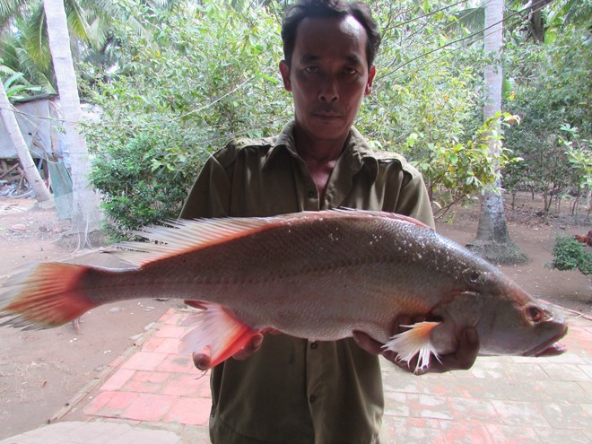 Con cá lạ nặng 2,5kg được trả giá 200 triệu đồng