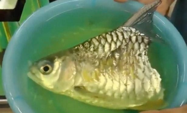 Kỳ dị cá mất nửa thân vẫn sống thêm hơn 6 tháng