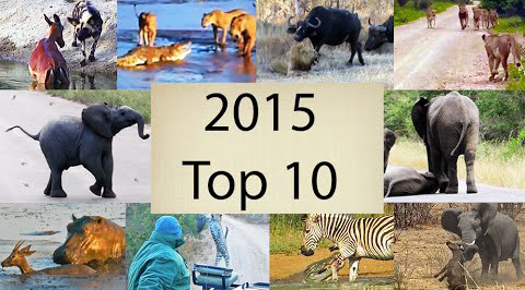 10 clip thế giới hoang dã HOT nhất 2015