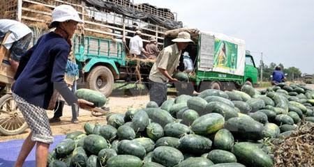 Trung Quốc sang Lào trồng dưa hấu: Việt Nam lại đi giải cứu