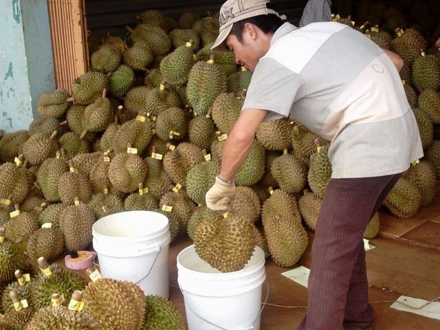 Nhà khoa học kêu oan cho thuốc làm chín trái cây