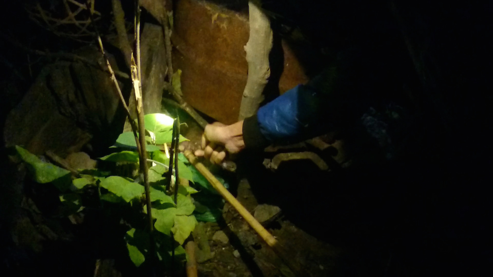 Hà Nội: Săn chuột cống kiếm tiền triệu mỗi đêm