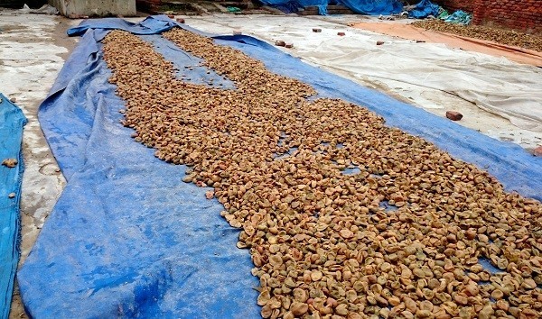 Quy trình sơ chế ô mai, xí muội bẩn ở Hà Nội