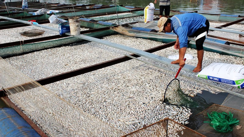 Cá chết kín sông Đồng Nai vì nuôi sai quy trình?