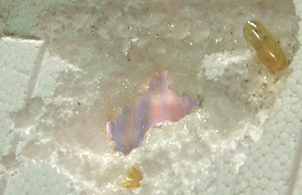 Xác minh dầu cá Trung Quốc 'ăn' thủng xốp