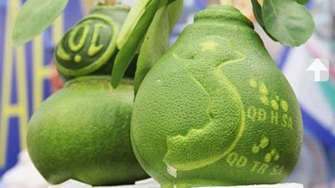 Chơi Tết cực độc: Bưởi bản đồ Việt Nam cháy hàng