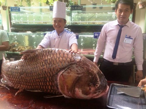 Chi gần nửa tỷ mua cá hô 'khủng', nặng 130kg