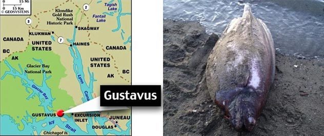 Bí ẩn vụ trôi dạt xác cá lạ vào bờ biển Mỹ