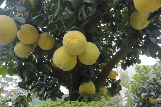 Hà Nội: Cây bưởi 100 triệu không bán