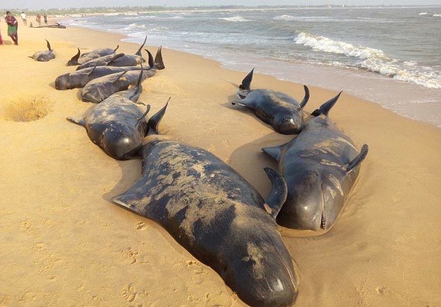 Cả trăm cá voi cố tự sát bí ẩn ở Ấn Độ