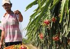 Thu mua nông sản trái phép: Trục xuất 8 thương lái Trung Quốc
