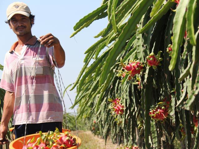 Thu mua nông sản trái phép: Trục xuất 8 thương lái Trung Quốc