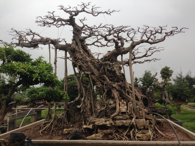 Mê mẩn vườn cây cảnh triệu đô đẹp nhất Hà thành