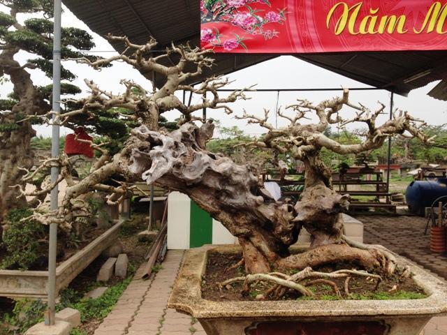 20160114162455 d1 - Mê mẩn vườn cây cảnh triệu đô đẹp nhất Hà thành