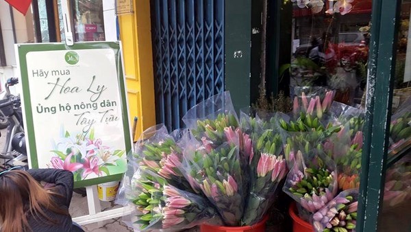 Hoa ly bất ngờ nở trước Tết, người dân méo mặt 'thanh lý'