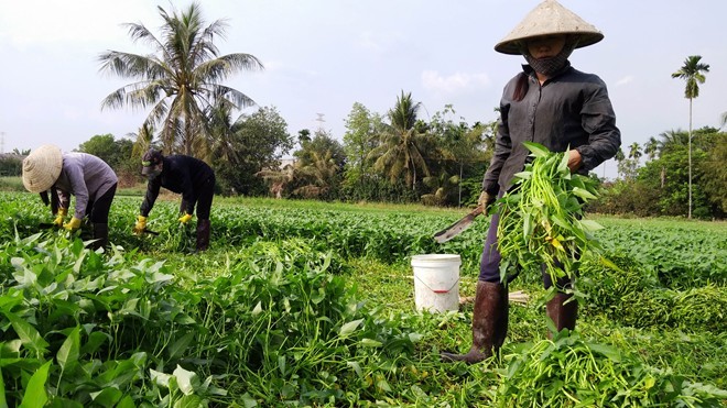 Sự thật về chất ung thư trong dầu nhớt tưới rau muống