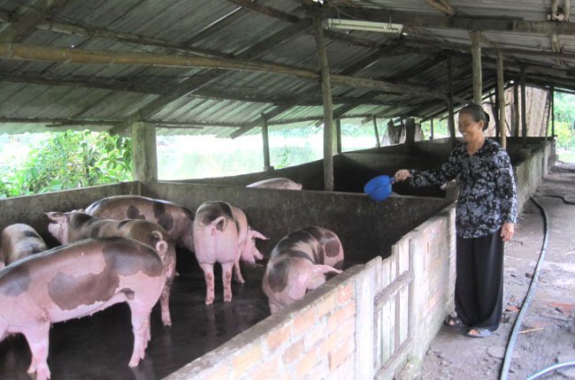 Trồng rau, nuôi lợn sạch: Bí mật thuê 'tình báo' theo dõi