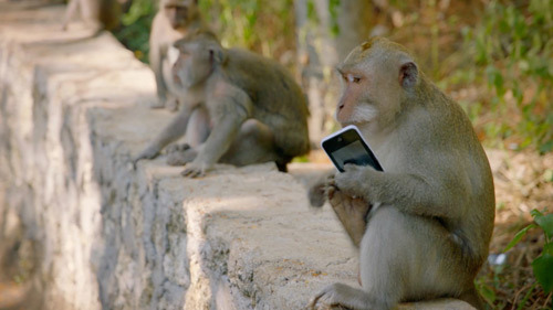 Làm gì nếu bị con khỉ giật mất smartphone?
