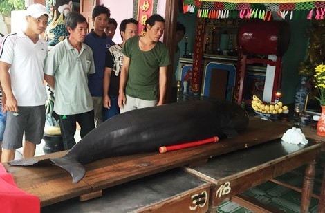 Cá voi 3 tấn mắc cạn ở biển VN được giải cứu