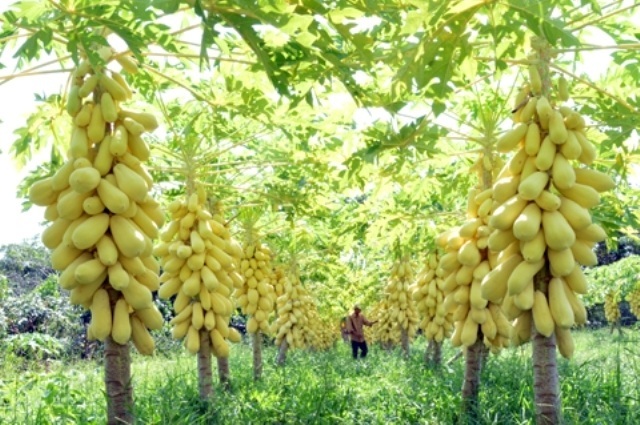 Tết Bính Thân, Tôn Ngộ Không, cây cảnh