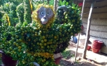 Quất 'Tôn Ngộ Không' đại náo Tết Bính Thân