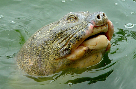 Đề nghị đưa rùa Đồng Mô về Hồ Gươm thay cho 'cụ Rùa' đã chết